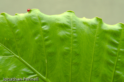 Lady Bug on giant leaf